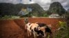 Un agricultor ara un campo con bueyes para plantar yuca cerca de las montañas en Viñales, Cuba, el 1 de marzo de 2021. (AP Foto/Ramón Espinosa)