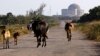 Las vacas pastorean en los alrededores de la abandonada planta nuclear de Juraguá, en Cienfuegos. (REUTERS/Desmond Boylan/Archivo)